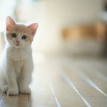 The Easiest Method To Improve Your Cat’s Medical health insurance Disease Fighting Capacity – Putting It Altogether