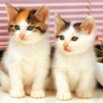 The Easiest Method To Improve Your Cat’s Medical health insurance Disease Fighting Capacity – Putting It Altogether