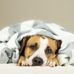 Home Remedies for Cats – Heal Your Cat within your house Naturally