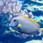 Beautiful Artificial Barrier And Reefs For Decorating Your Aquariums