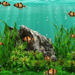 The easiest method to Take Proper Care Of Koi Carp, A Couple of Recommendations Inside The Professionals