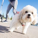 5 Signs Your Animal Remains Poisoned With Antifreeze
