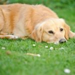 Methods To Maintain Your Animal Hospital Waiting Room Spotless