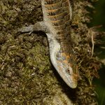 Melamine Reptile Cages and Chemical Off-Gassing