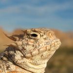 Reptile Enclosures – Glass Or Screen
