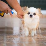 Give your pet companions better health with Holistapet CBD