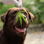 How Good Is The Best CBD Oil for Cats