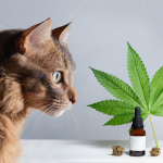 CBD For Dogs: How This Natural Remedy Can Help Your Pup