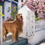CBD For Dogs: How This Natural Remedy Can Help Your Pup