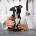 How do you pick the best toys for your dog?