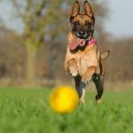 Dog Medical Emergency Guide