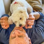 Different Training Styles For Your Dog