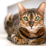How often should I treat my cat for ticks?