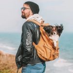 Turtle Care – The Beginner’s Self-self-help guide to Your Brand-new Pet Turtle