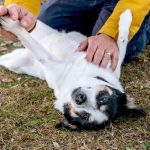 Puppies Essentials: Your guide on getting your first pet