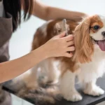 How often should I treat my cat for ticks?