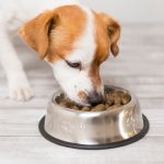 Supporting Your Pup’s Joints: The Advantages of Canine Joint Vitamins