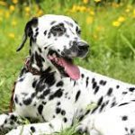 Supporting Your Pup’s Joints: The Advantages of Canine Joint Vitamins