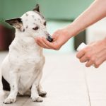 Unraveling the Truth Behind Common Myths About Dogs