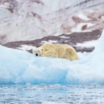 The Ultimate Guide to Dog Lodging: Finding the Perfect Home Away from Home for Your Furry Friend