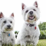 From Paws to Perfection: Navigating Rally Obedience Challenges with Your Dog