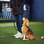 How to Safely and Effectively Use a Bark Collar on Your Small Dog
