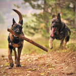 From Paws to Perfection: Navigating Rally Obedience Challenges with Your Dog
