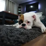 5 Benefits of Natural Products for Your Pets
