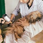 How To Effectively Care For Senior Or Older Dogs?