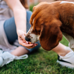 DIY Dog Paw Cleaning: Is It as Effective as a Paw Cleaner?