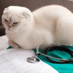 A Guide to Improving Your Dog’s Overall Wellness