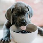 Top 7 Reasons Your Cat is Breathing Heavily: What Every Pet Owner Should Know