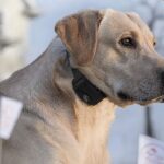 Martineau River Outfitters: Leading the Way in Ethical Hunting and Conservation