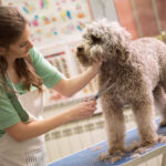 The Shelf Life of Kibble: How Long Does Dry Dog Food Really Last?