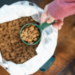 Mobile Pet Grooming vs. Salon: Which is Best for Your Pet?