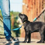 6 Tips to Keep Your Pets in Etobicoke Safe from Heartworm Infection