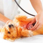 Guide To Dog Harness Training Timeline: From Puppy’s First Walk To Advanced Training