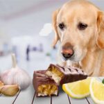 Mindful Meat Sourcing Through Ethical Considerations in Raw Pet Food