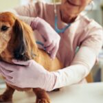 Everything You Need to Know About Dog Treats