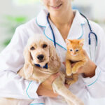 Preventative Care: Why Your Pet Needs Regular Vet Visits