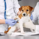 How Flushable Dog Poop Bags Help in Reducing Environmental Impact