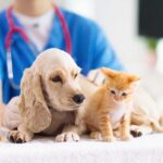 WOPET CL11: The Smart Pet Feeder Revolutionizing Pet Care