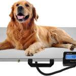Top 3 Automatic Pet Feeders with Dual Camera Bowls