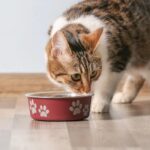 15 Interesting Facts About Cats You Didn’t Know