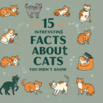 High-Quality Cat Foods: What to Look for and Top Brands to Consider