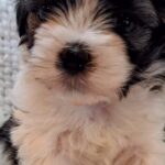 How to Prepare Your Dog for Their First Daycare or Boarding Experience