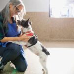 The Ultimate Guide to Post-Bite Relief: Using Anti Itch Spray for Dogs After Insect Bites