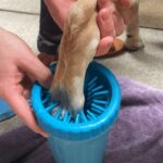 Why Relaxed Dogs Live Longer (And How You Can Help Yours)