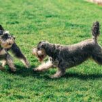 Maltese puppy training – Setting your new companion up for success