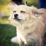 How to Prepare Your Dog for Their First Daycare or Boarding Experience